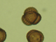 ASTERACEAE Ambrosia
