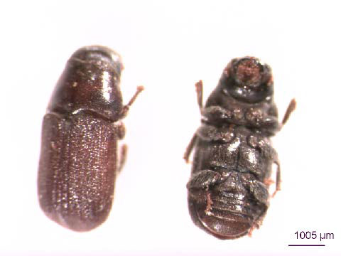 Bark Beetles
