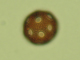 CARYOPHYLLACEAE Silene