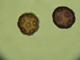 CHENOPODEACEA Sarcobatus