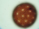 NYCTAGINACEAE Mirabili