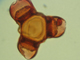 Onagraceae Clarkia
