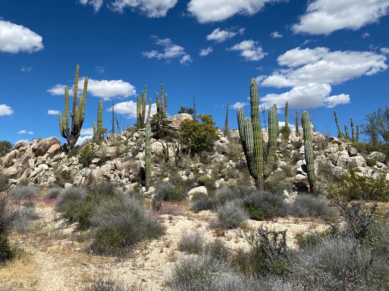 Field of cactus and cloudy skies
