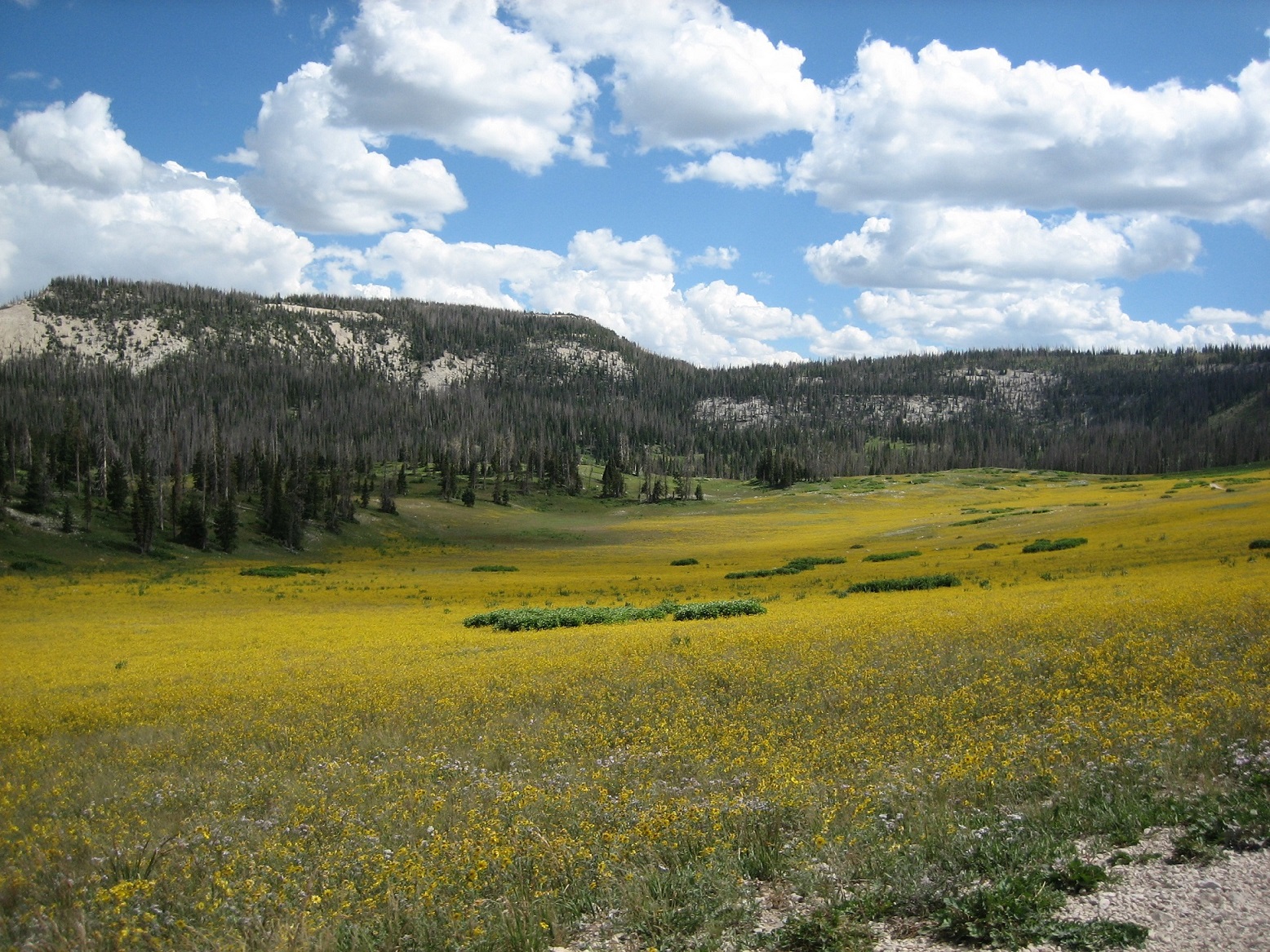 Spruce beetle damage on the Wasatch Plateau in the Manti-LaSal National Forest.