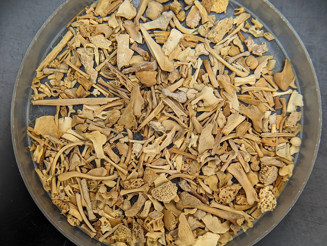 microfaunal remains
