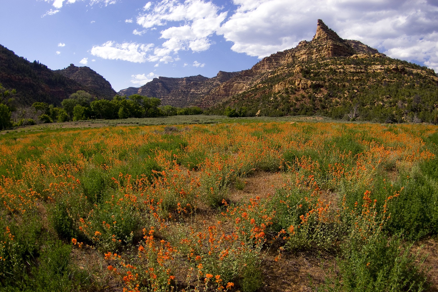 Lighthouse canyon with field of globemallow flowers