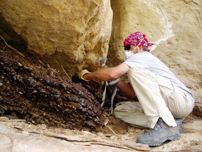 Larry Coats with a mask collecting packrat middens